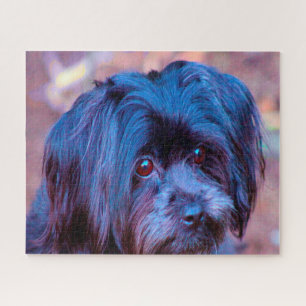Puzzle Shih Tzu Perro Jigsaws.