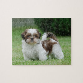 Puzzle Shih tzu puppy