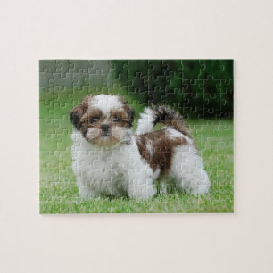 Puzzle Shih tzu puppy
