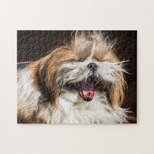 Puzzle Shih tzu yawning riéndose lindo