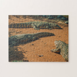 Puzzle Short Nosed Crocodiles Sunbathing Near Turtles