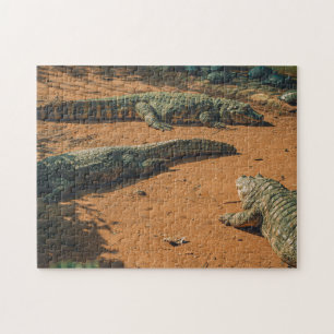 Puzzle Short Nosed Crocodiles Sunbathing Near Turtles