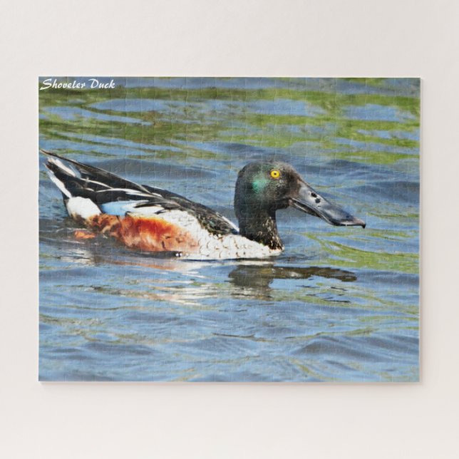 Puzzle Shoveler Duck (Horizontal)