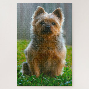 Puzzle Silky Terrier Dog Jigsaws.