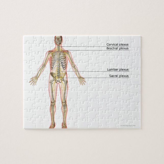 Puzzle Sistema nervioso 2 (Horizontal)