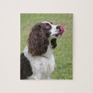 Puzzle Sitting English Springer Spaniel