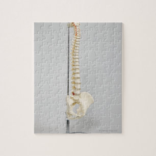 Puzzle Skeleton quiropráctico