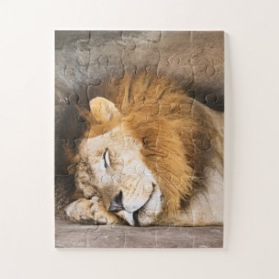 Puzzle Sleepy Dreaming Adult Lion on Rocks