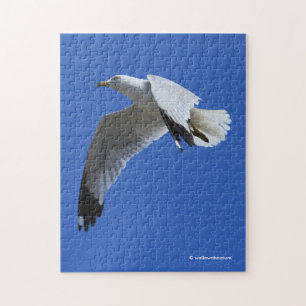 Puzzle Sorprendente gaviota con billetera en vuelo