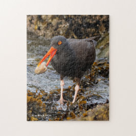 Puzzle Sorprendente Oystercatcher Shorebird con clam