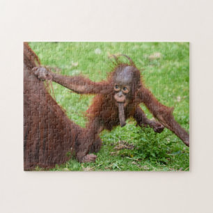 Puzzle ¿Soy lindo - Cría de orangután con madre