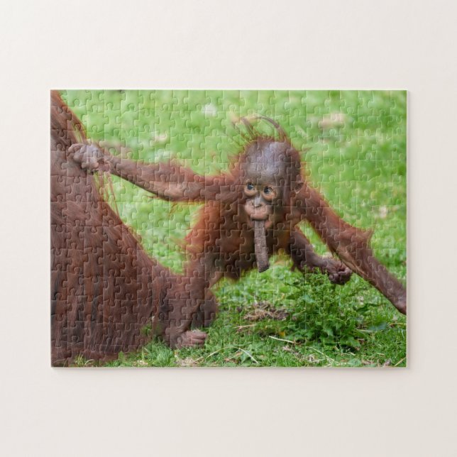 Puzzle ¿Soy lindo - Cría de orangután con madre (Horizontal)