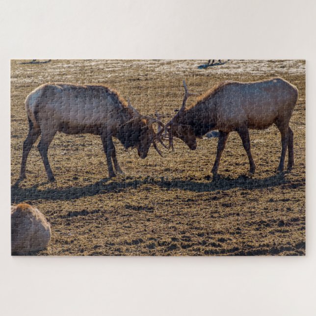 Puzzle Sparring Bull Elk (Horizontal)