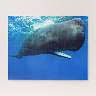 Puzzle Sperm Whale