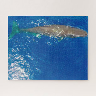 Puzzle Sperm Whale