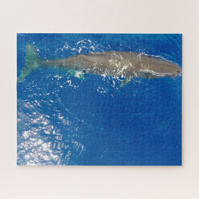 Puzzle Sperm Whale (Horizontal)