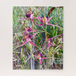 Puzzle Spider Orchids