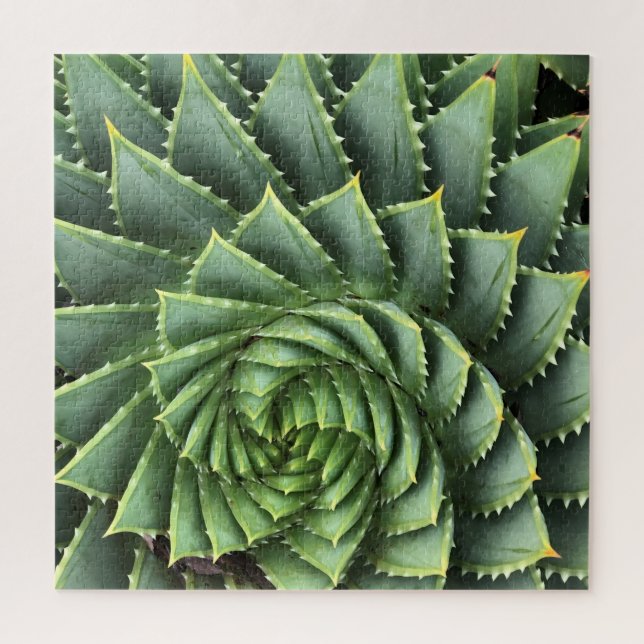 Puzzle Spiral Aloe Fibonacci (Vertical)