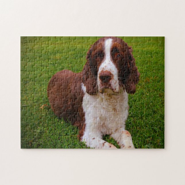 Puzzle Springer Spaniel Dog Jigsaws. (Horizontal)