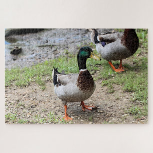 Puzzle Sr. Duck