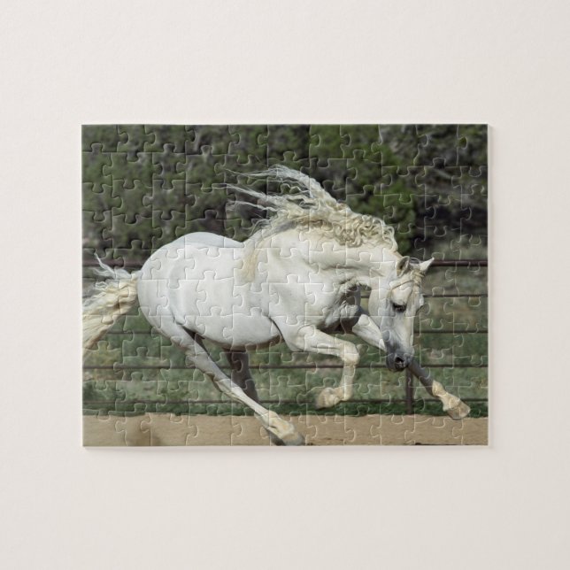 Puzzle Stallion andaluz en ejecución, PR (Horizontal)