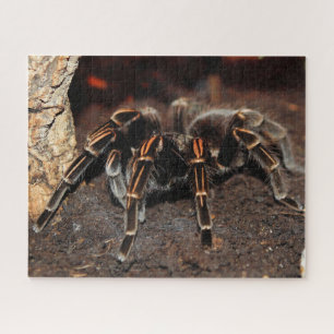 Puzzle Striped-knee Tarantula Spider