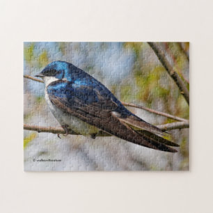 Puzzle Stunning Tree Swallow Songbird on a Branch