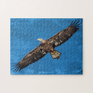 Puzzle Subadult Eagle calvo en vuelo