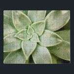 Puzzle Succulent de la primavera<br><div class="desc">" Succulent de la primavera I" por Jason Johnson. Ofrece un primer de un succulent.</div>