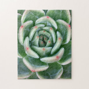 Puzzle Succulent inclinado rojo verde