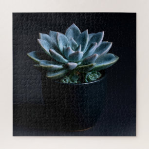Puzzle Suculenta
