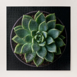 Puzzle Suculenta