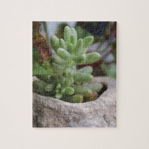 Puzzle Suculenta planta y planta de Chameleon