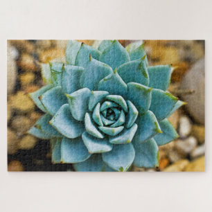 Puzzle Suculento