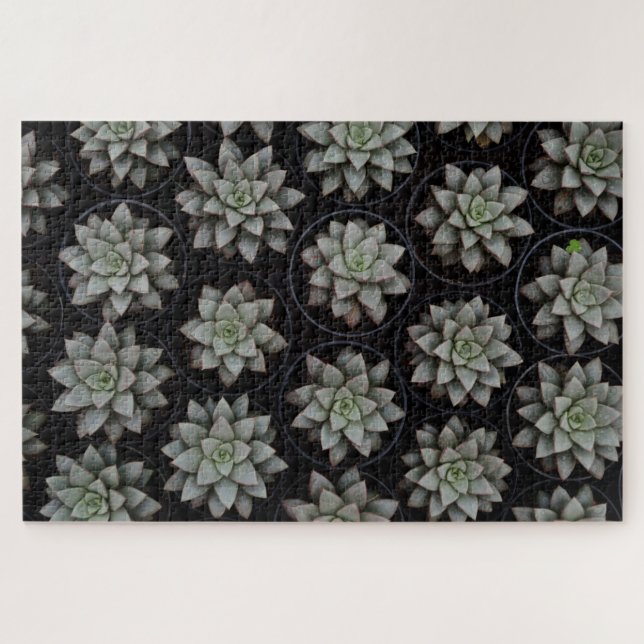 Puzzle Suculentos en ollas (Horizontal)