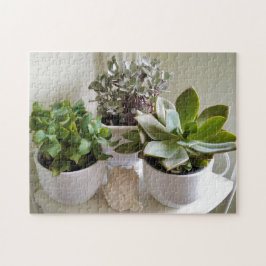 Puzzle Sucultores con manchas de café con foto de conchas
