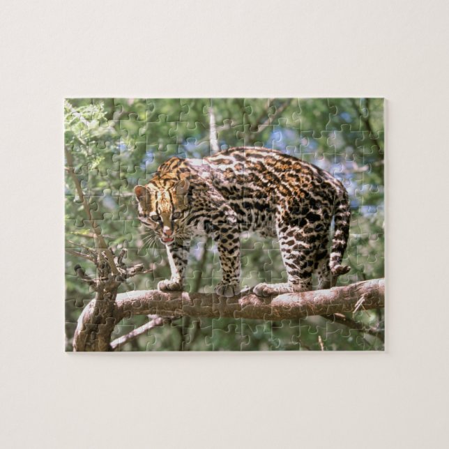 Puzzle Sudamérica, Ecuador, Amazonía. Ocelot (Horizontal)