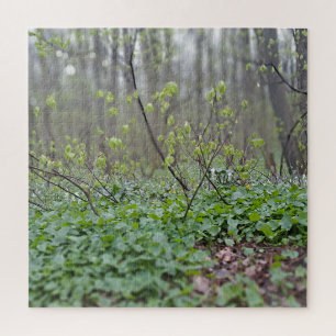 Puzzle Suelo del bosque de los Cárpatos Rumania Fotografí