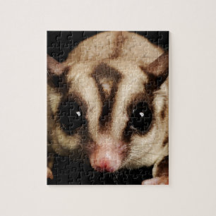 Puzzle Sugar Glider