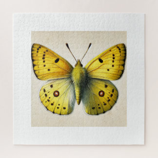 Puzzle Sulfur butterfly Colias 130924IREF208 - Watercolor