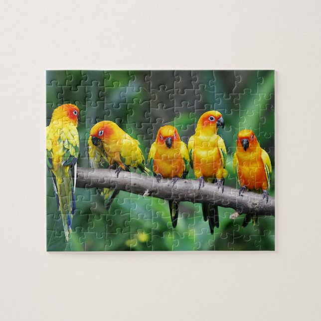 Puzzle Sun Conures (Horizontal)
