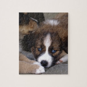 Puzzle Super lindo pastor de pastor australiano