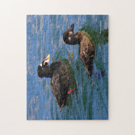 Puzzle Surf Scoter Ducks macho y hembra en el muelle