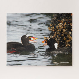 Puzzle Surf Scoters peleándose por los Barnacles y los me