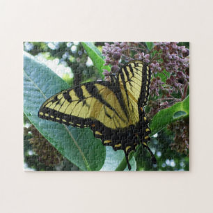 Puzzle Swallowtail Butterfly I on Milkweed at Shenandoah