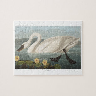Puzzle swan audubon bird white water swans