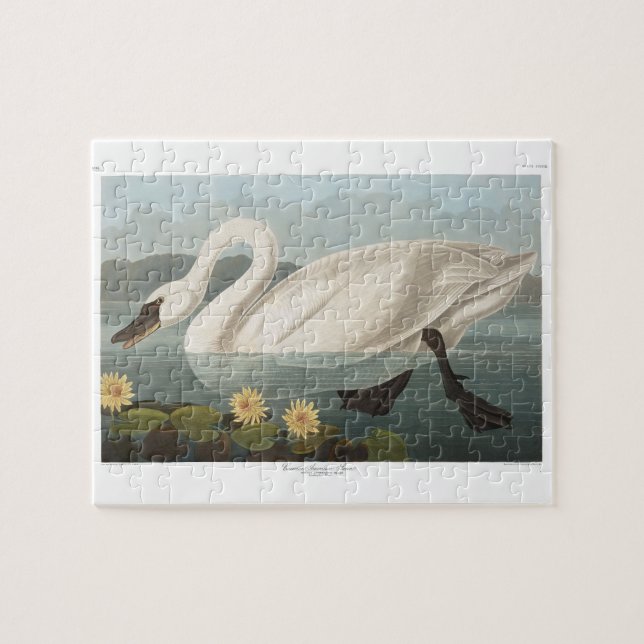Puzzle swan audubon bird white water swans (Horizontal)