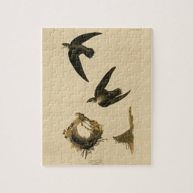 Puzzle Swift Audubon, estadounidense (chimenea), pájaros  (Vertical)