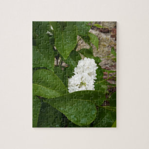 Puzzle Syringa, Flor blanca de Lilac con gotas de lluvia