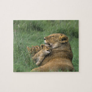 Puzzle Tanzania, cráter de Ngorongoro. Madre de león afri